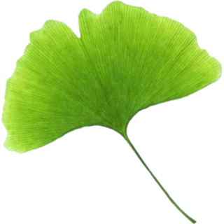 Ginkgo motif